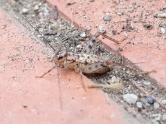 Gryllomorpha