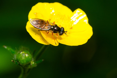 Pyrophaena granditarsis