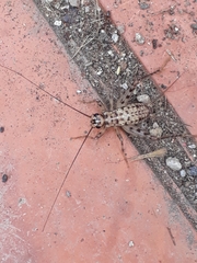 Gryllomorpha