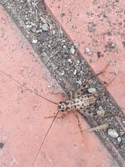 Gryllomorpha