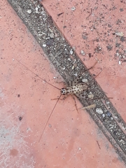 Gryllomorpha