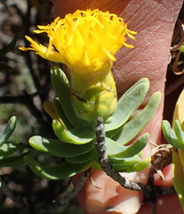 Pteronia glabrata