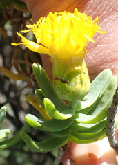 Pteronia glabrata