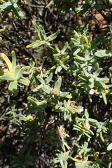 Pteronia glabrata