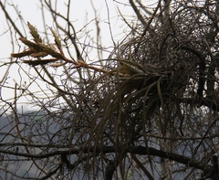 Tillandsia dugesii