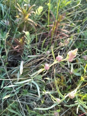 Convolvulus holosericeus