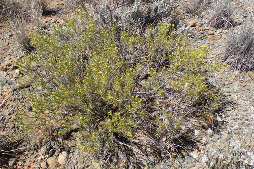 Image of Pteronia pallens by (c) Nicola van Berkel, some rights reserved (CC BY-SA)