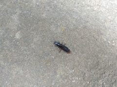 Carabina