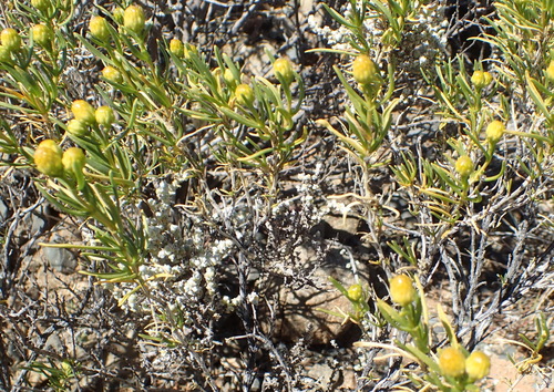 Image of Pteronia pallens by (c) Nicola van Berkel, some rights reserved (CC BY-SA)