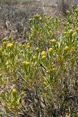 Pteronia pallens