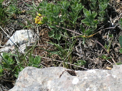 Anthyllis vulneraria boissieri