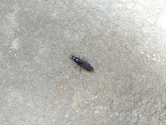 Carabina