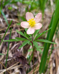 Anemonoides uralensis