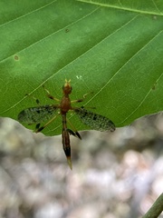 Pyrgotella chagnoni