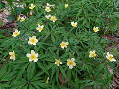 Anemonoides uralensis