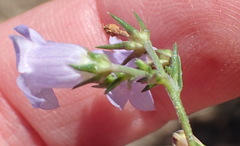 Wahlenbergia prostrata