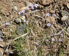 Wahlenbergia prostrata