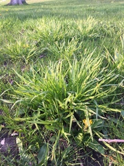 Carex blanda