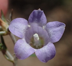 Wahlenbergia prostrata