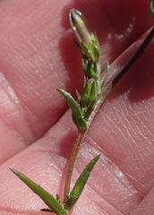 Wahlenbergia prostrata
