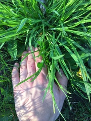 Carex blanda