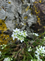 Minuartia hirsuta