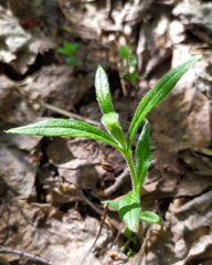 Cerastium pauciflorum