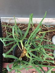 Image of Allium cepa