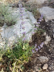 Nepeta curviflora