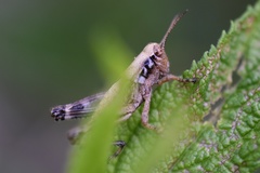 Melanoplus walshii