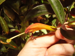 Aeschynanthus speciosus