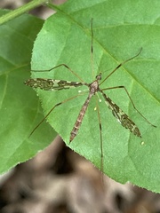 Epiphragma