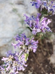 Nepeta curviflora