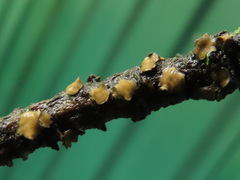 Cenangium ferruginosum