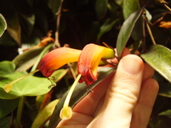 Aeschynanthus speciosus