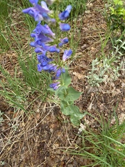 Penstemon cyananthus