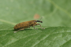 Lixus bardanae