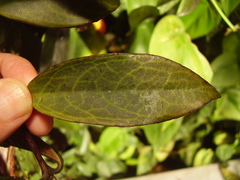 Aeschynanthus speciosus
