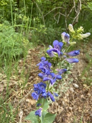 Penstemon cyananthus
