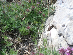Thymus tauricus