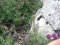 Thymus tauricus