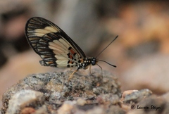 Acraea cabira