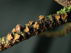 Cenangium ferruginosum