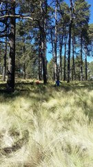 Muhlenbergia macroura