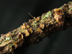 Cenangium ferruginosum