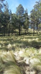 Muhlenbergia macroura
