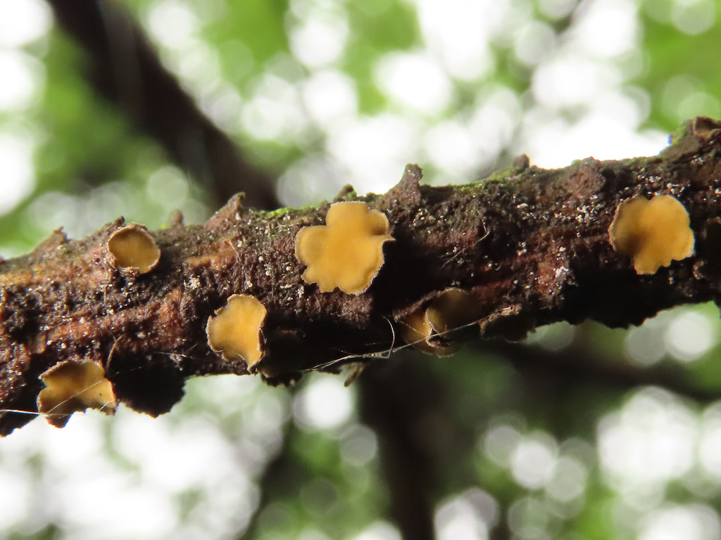 Cenangium