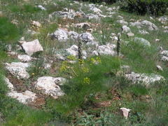 Prangos trifida