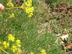 Prangos trifida