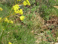 Prangos trifida
